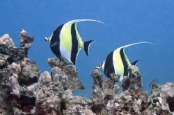 Today's dive...a pair of Moorish Idol. Kihikihi. by Glenn Poulain 